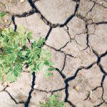 Research by the Rodale Institute in Pennsylvania has shown that organic farming systems are more resilient to drought. | File photo