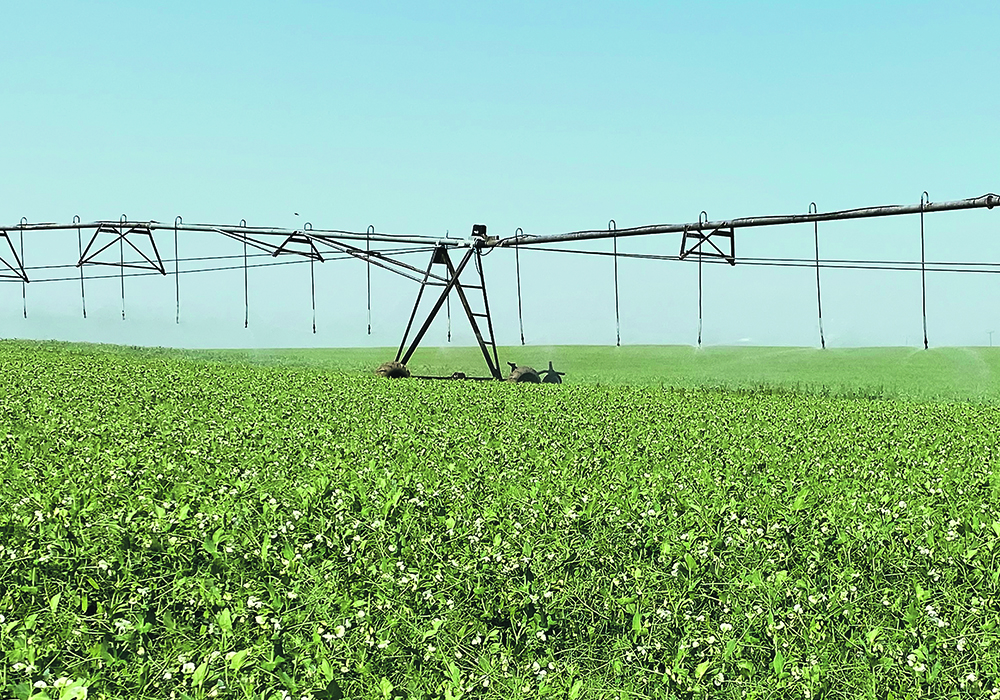 Members of the Saskatchewan Irrigation Projects Association and the Irrigation Crop Diversification Corp. still don’t have a plan for how to amalgamate the two groups. | File photo