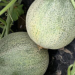 Last year, a research project at the irrigation centre in Outlook set out to examine size profiles and shelf-life of different canatloupe varieties. | Facebook/Irrigation Saskatchewan photo