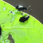 Some canola growers have experimented with ultra early seeding dates, hoping that early-seeded crops will reach the flowering stage earlier in the season and avoid heat blast losses. However, seeding too early can leave seedlings more vulnerable to flea beetle damage. | File photo