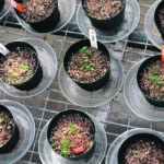Research Driven Agriculture Research was formed to determine Alberta’s ag research priorities and allocate $37 million a year over 10 years to research projects that benefit farmers. | File photo