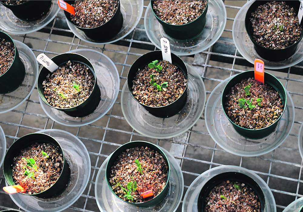 Research Driven Agriculture Research was formed to determine Alberta’s ag research priorities and allocate $37 million a year over 10 years to research projects that benefit farmers. | File photo