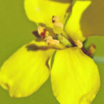 The nature of phytoplasma bacteria makes it impossible to recreate in the laboratory, which has made it difficult to create testing for the pathogen in crops such as canola. | File photo