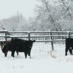 Cattle’s feed intake needs may rise by 30 percent in cold weather to match the increase in energy demand. | Heather Smith Thomas photo