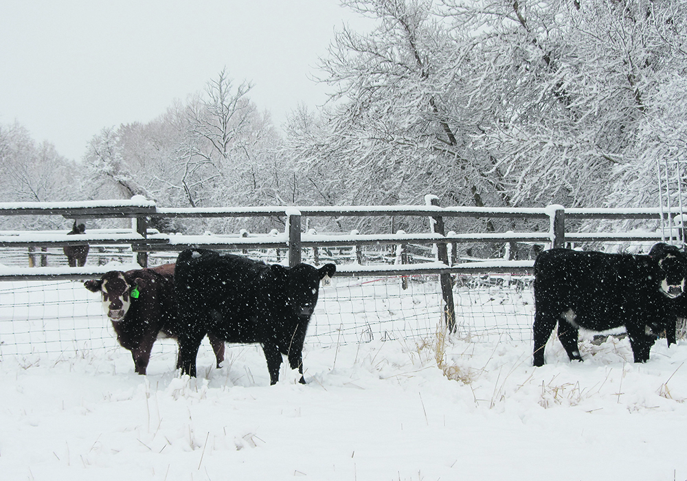 Cattle’s feed intake needs may rise by 30 percent in cold weather to match the increase in energy demand. | Heather Smith Thomas photo