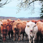 Mannheimia hemolytica pneumonia is often found in feedlot calves, but adult cows dying suddenly of a pneumonia caused by this pathogen is unusual. | Jeannette Greaves photo