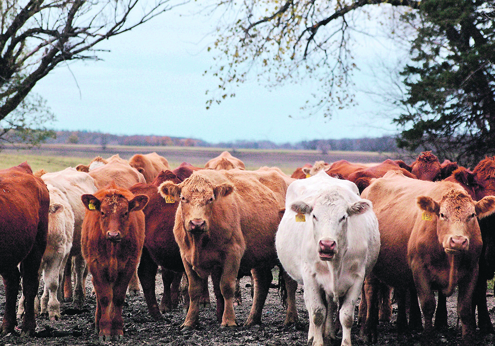 Mannheimia hemolytica pneumonia is often found in feedlot calves, but adult cows dying suddenly of a pneumonia caused by this pathogen is unusual. | Jeannette Greaves photo