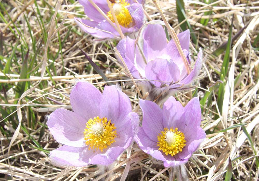 The first day of spring is a much more attractive time to begin the year. | File photo
