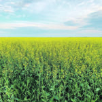 The sector hopes to produce 26 million tonnes of canola and reach yields of 52.5 bushels per acre in four years. | File photo