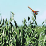 Oats promise to be one of the most profitable crops to grow in Manitoba this year, based on analysis done by Manitoba Agriculture. | File photo
