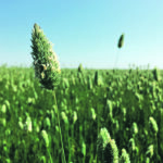 Processors and exporters are expected to be desperate for Canadian producers to seed canaryseed this spring, which is showing up in new crop bids of 35 to 37 cents per pound picked up on the farm. | File photo