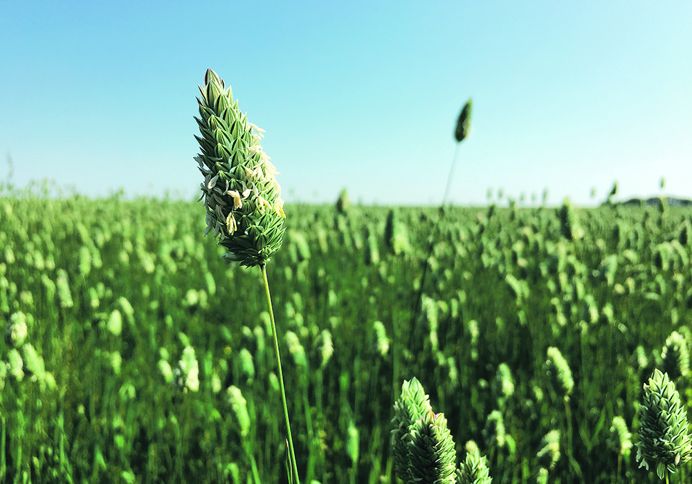 Processors and exporters are expected to be desperate for Canadian producers to seed canaryseed this spring, which is showing up in new crop bids of 35 to 37 cents per pound picked up on the farm. | File photo 