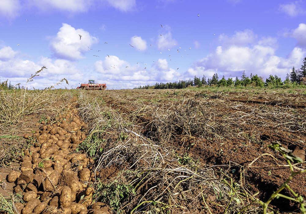 The U.S. banned imports of P.E.I. potatoes Nov. 22 after the discovery of potato wart and has asked for data from the Canadian Food Inspection Agency's investigation, mitigation measures and ongoing monitoring in quarantined areas. | Getty Images