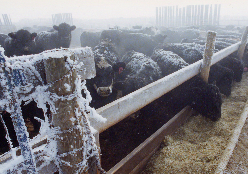 China is the world's biggest importer of beef and veal, and Canada's third-biggest export market, according to the Canadian Cattlemen's Association. | File photo