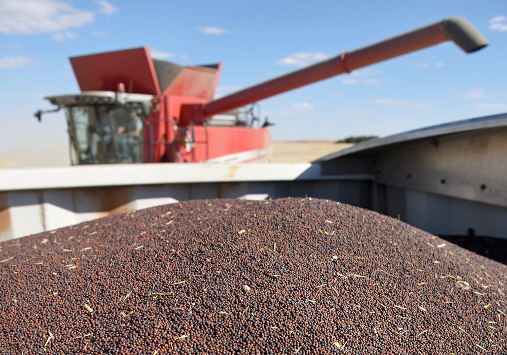 March canola lost $2.50 Tuesday, falling to $1,028.10 per tonne. | File photo