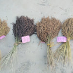 These are examples of white rice and black rice accessions grown at the Bangladesh Rice Research Institute. | Supplied photo