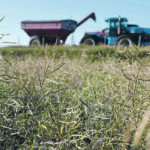 With high potential returns, most producers will be investing to grow the biggest crops they can, but provincial crop insurance only covers average yields. Private production insurance can fill in the gap if the crop doesn’t meet farmers’ goals. | William DeKay photo
