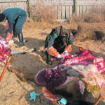 Fourth year veterinary students at the University of Calgary conduct necropsies. | Eugene Janzen photo