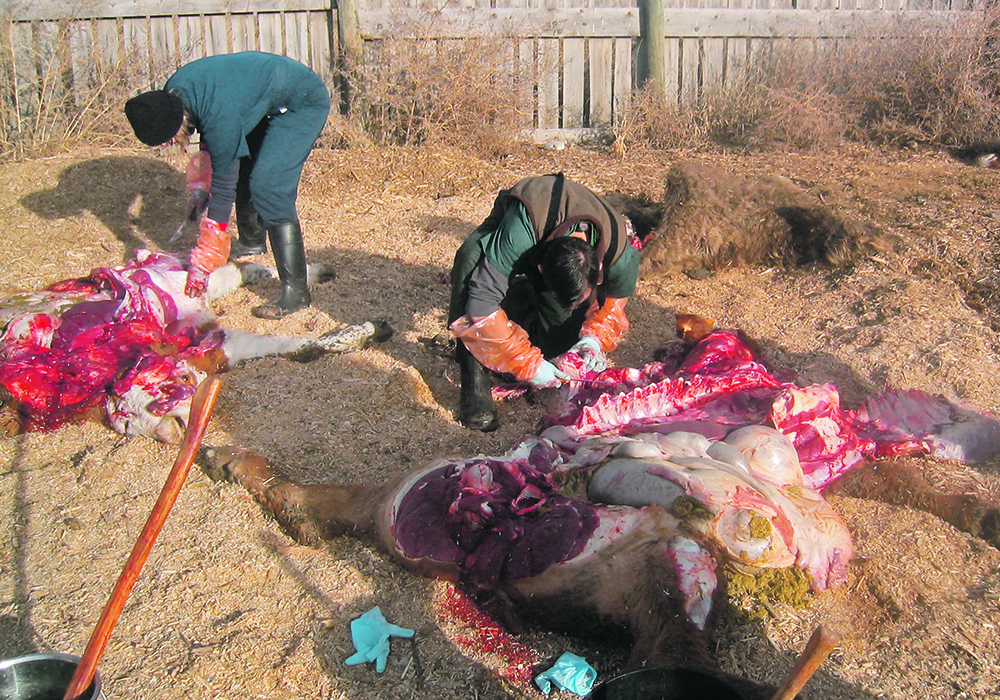 Fourth year veterinary students at the University of Calgary conduct necropsies. | Eugene Janzen photo