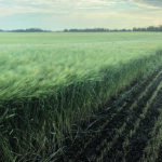 Awareness of farmland as an attractive investment opportunity among investors other than farmers has grown in the last 15 years. | Brian Cross photo