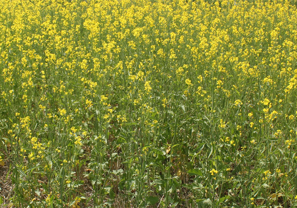 An important key is the new crop contract price, which for brown mustard is in the 65 to 70 cent a pound range for the first 400 to 500 pounds per acre of production. These are production contracts with an act of God clause, so you don’t have contract risk in the case of a crop failure. | Screencap via mustard21.com