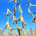 Private forecasters recently downgraded their expectations for Brazil’s soybean crop, reflecting the hot dry weather caused by La Nina in that country’s southern provinces. | Reuters/Jose Roberto Gomes photo