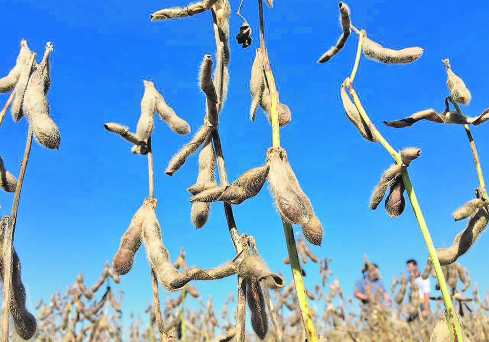 Private forecasters recently downgraded their expectations for Brazil’s soybean crop, reflecting the hot dry weather caused by La Nina in that country’s southern provinces. | Reuters/Jose Roberto Gomes photo
