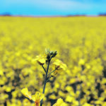 Tightly defined production contracts are likely tobecome more common in coming years as food companies increasingly embrace product claims on their packaging. | File photo
