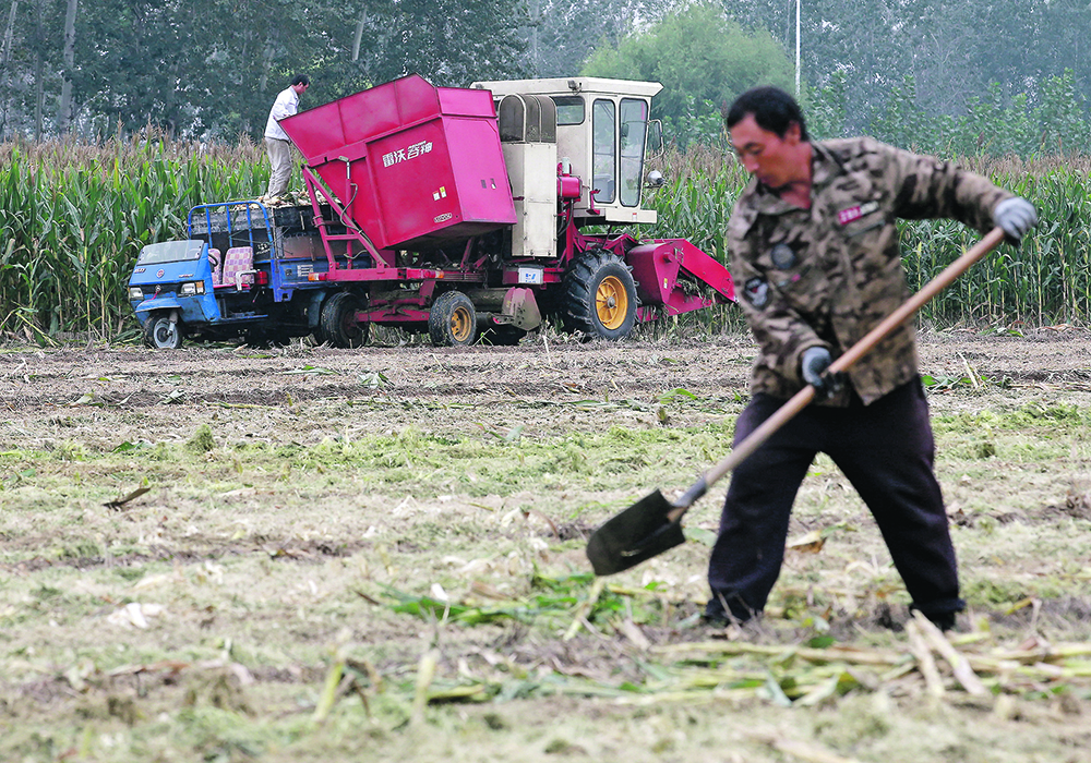 Chinese farmers planted 107 million acres of corn this fall, just four million acres below the 2015 peak that produced a huge glut of the crop. | Reuters/Kim Kyung-Hoon photo