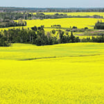 Canadian producers are expected to seed 22.5 million acres of canola this year, a seven percent jump. | File photo