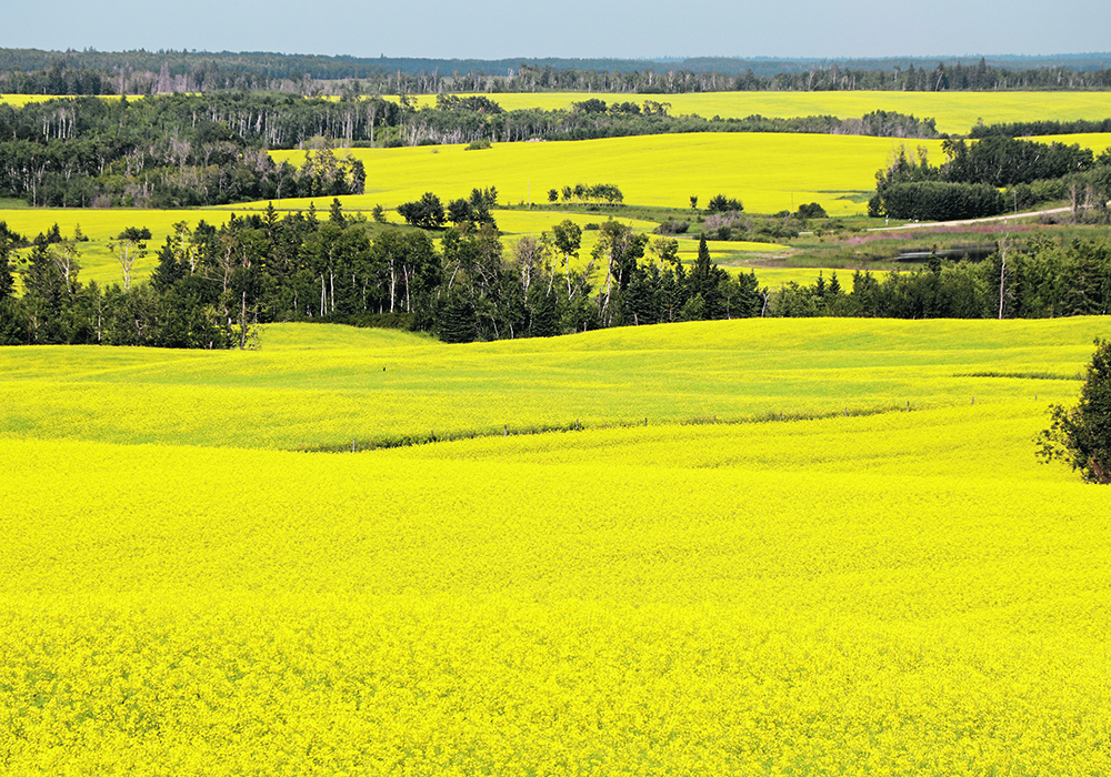 Canadian producers are expected to seed 22.5 million acres of canola this year, a seven percent jump. | File photo
