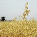 The value of oat futures contracts rose by 90 percent last year, jumping to US$6.83 per bushel Jan. 1, 2022, from $3.61 per bu. a year earlier. | File photo