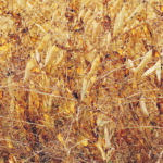 Prices of $17 per bushel are supported by scant Canadian yellow pea stocks after the crop was ravaged by last summer’s drought. | File photo