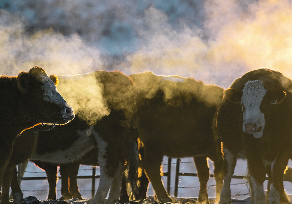 Cattle producers have been hit by uncertainty recently due to import restrictions caused by a recent BSE case, drought-induced feed shortages and high feedgrain prices and COVID-related staffing problems at packing plants. | Mike Sturk photo