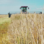 Eight million acres of barley are expected in 2022, down from 8.3 million last year. | File photo