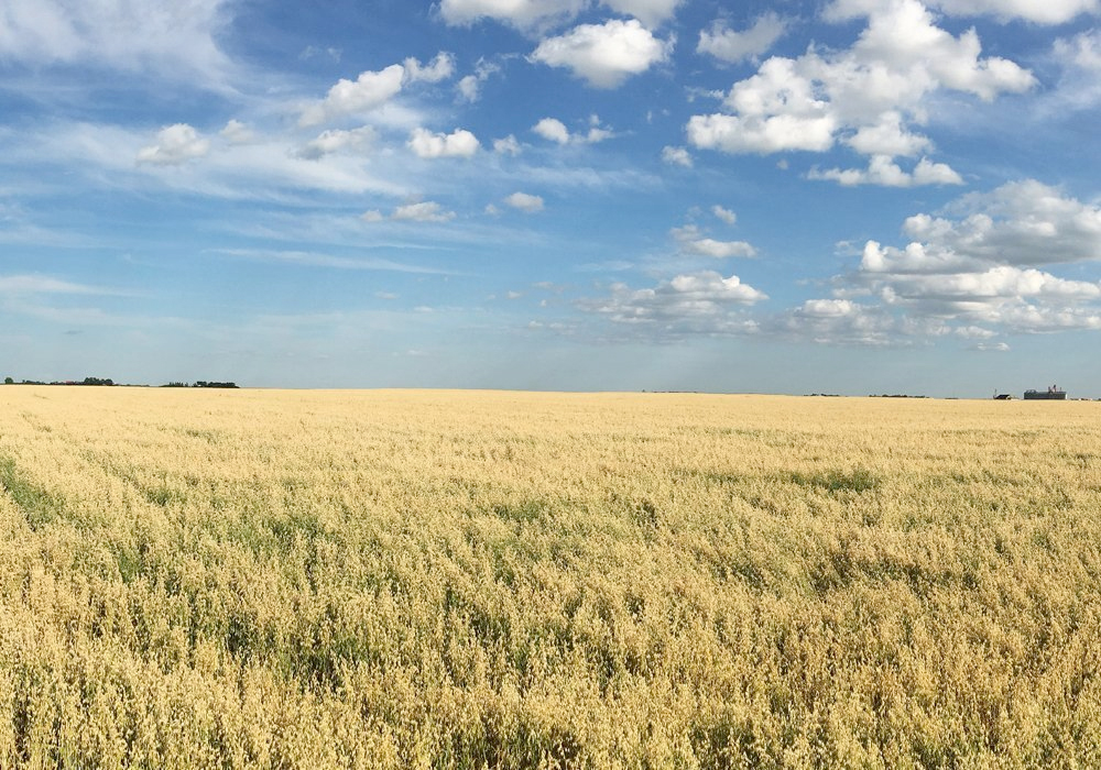 In Manitoba, oats are second only to pinto beans for projected profitability. | File photo