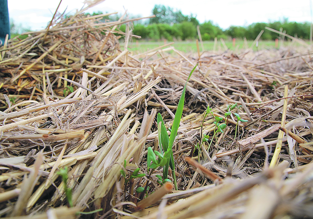 Prairie farmers’ widespread adoption of practices such as more cover crops, decreased summer fallow and reduced tillage has resulted in the removal of atmospheric carbon dioxide, according to a recent report. | File photo