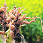 There was one clear winner among the second generation clubroot resistant canola varieties this year. There were a few very good varieties and some that weren't all that great at protecting the crop from infection. | File photo