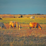 Researchers say missing out on earlier high-quality forage opportunities can negatively affect weight gain. | File photo