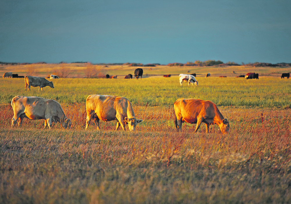 Researchers say missing out on earlier high-quality forage opportunities can negatively affect weight gain. | File photo