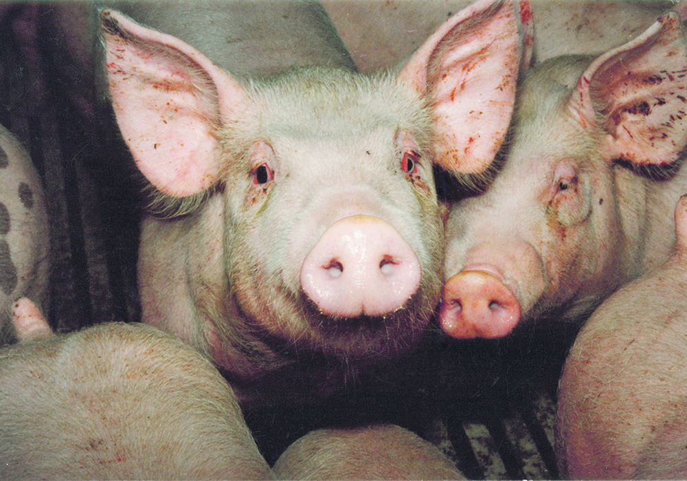 Sixty-one provincial facilities are now infected with porcine epidemic diarrhea, a virus that kills young pigs but is generally insignificant for older hogs and is not a human health risk. | File photo