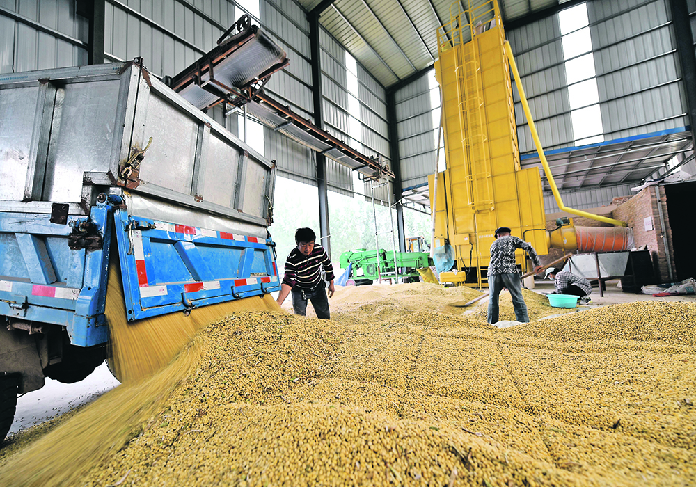 The world's top soybean importer brought in 32.3 million tonnes of U.S. soybeans in 2021, up 25 percent from 25.89 million tonnes in 2020, data from the General Administration of Customs showed. |  Reuters photo