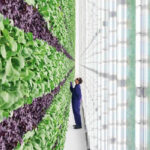The investment in the South San Francisco startup that grows leafy greens under banks of lights is one of the biggest in the indoor farming business, and the distribution deal from Walmart is a sign of mass market appeal from an industry that has not delivered on early expectations. | Screencap via plenty.ag