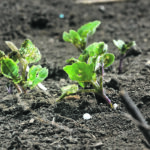Drought, frost, re-seeding and more drought. The 2021 growing season wasn't favourable to many crops and left some unused nutrients behind. Knowing exactly where these are is a challenge. | Mike Raine photo