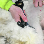 The Campaign for Wool Canada is in talks with different levels of government about how best to develop research and marketing. | File photo
