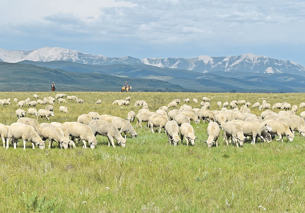 Four organizations hope increased co-operation will do for their sector what genetic research did for the beef industry. | File photo