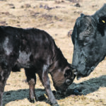Coccidiosis is usually limited to animals younger than a year. | File photo