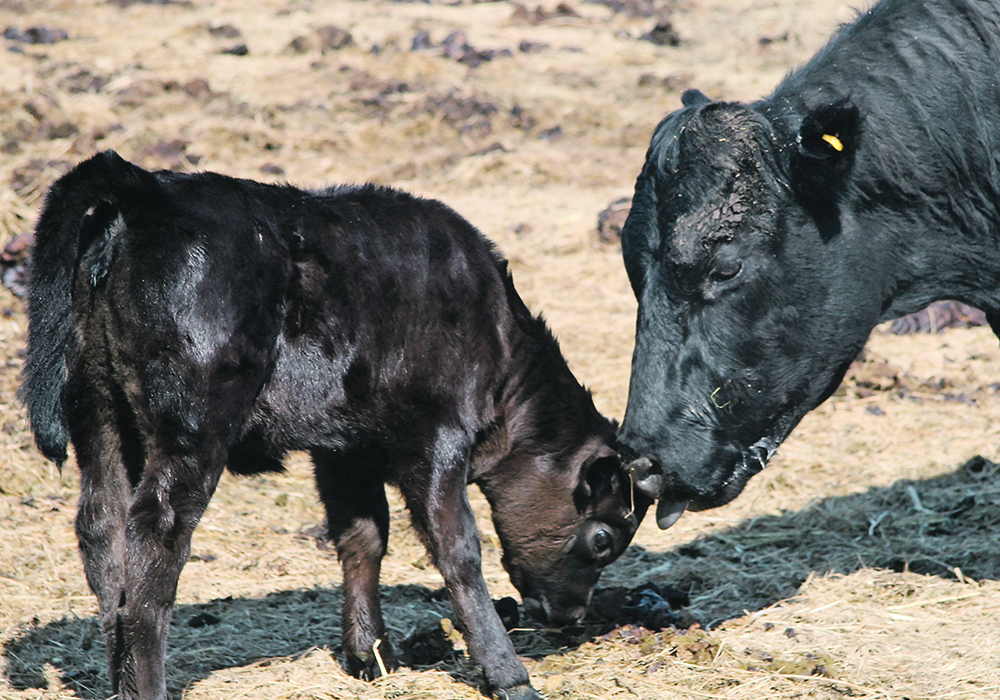 Coccidiosis is usually limited to animals younger than a year. | File photo