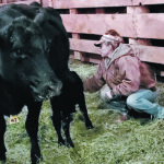 Andrea Daine helps a newborn calf suckle a cow. Some mothers, especially heifers, won’t immediately accept their calves. | Heather Smith Thomas photo