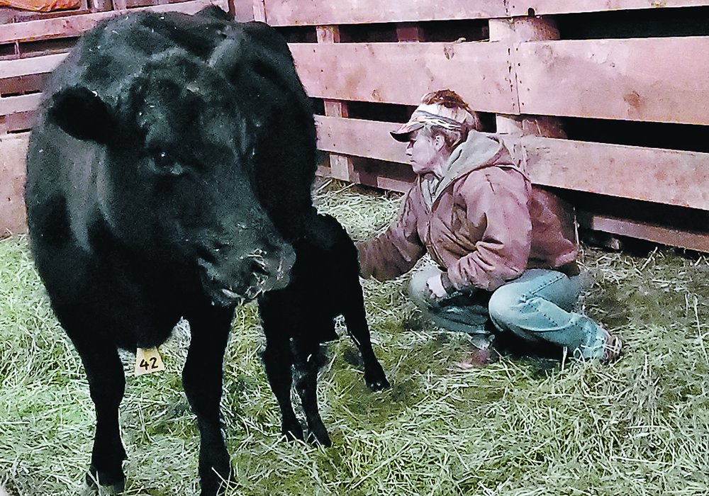 Andrea Daine helps a newborn calf suckle a cow. Some mothers, especially heifers, won’t immediately accept their calves. | Heather Smith Thomas photo